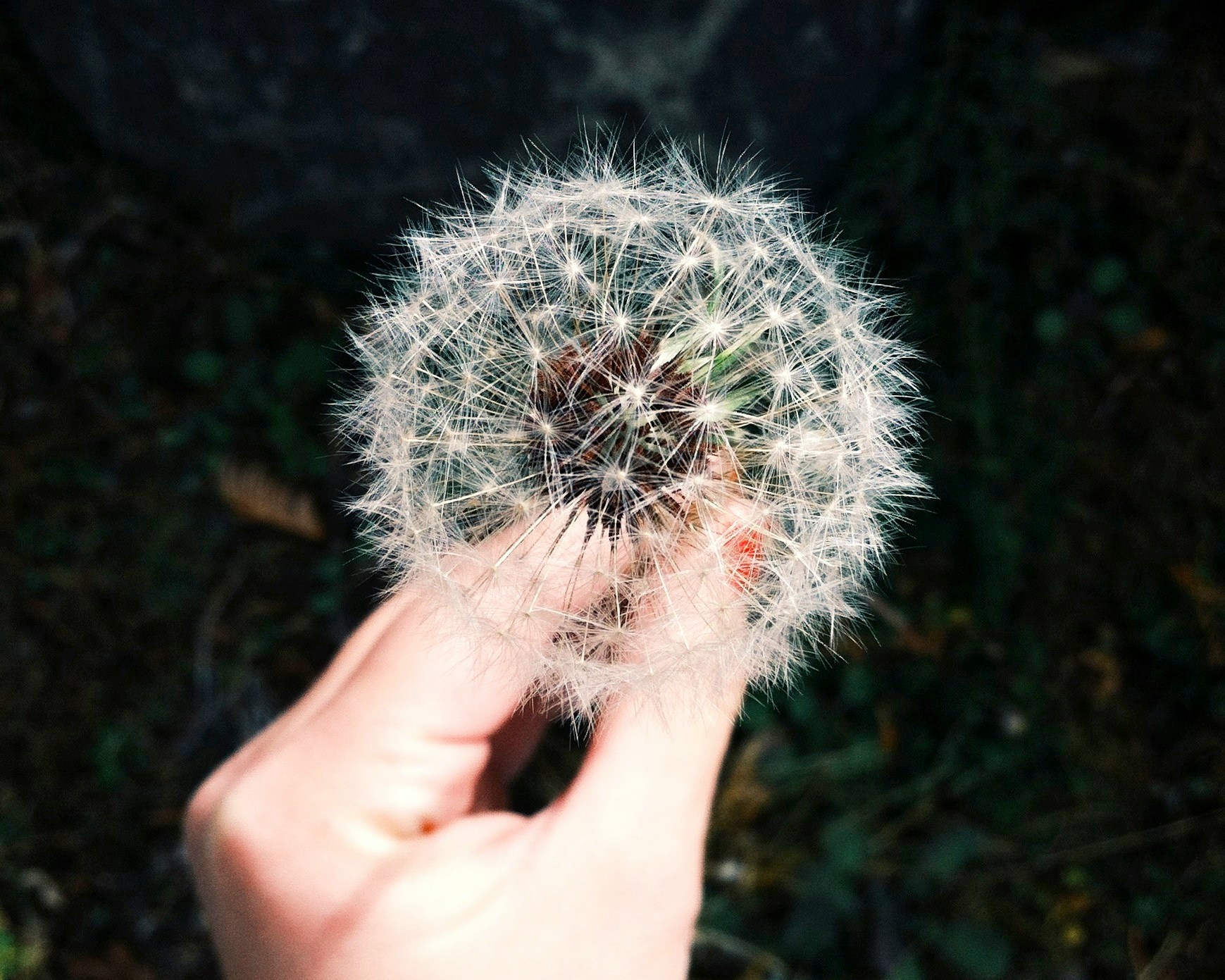 A hand holding a dandelion clock, about to blow